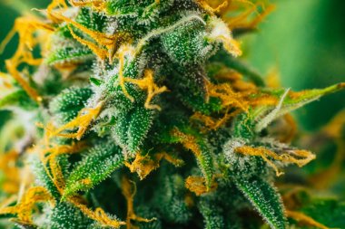 şeker trichomes ile makro çekim tomurcukları hasat kapalı tomurcukları esrar büyümek. Büyüt ve esrar cbd kullanımı kavramlarını thc tıbbi. Otlar esrar legalizing kavramları