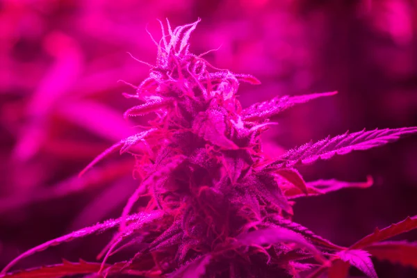 LED lamps grow A large bud cannabis grown under . The concept of growing medical marijuana under artificial light artificial. pink light toning