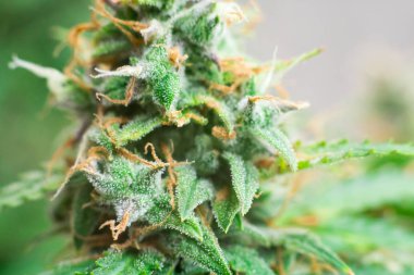 hasat daha önce. Şeker trichomes cbd ile vurdu makro thc, grow kavramlarını ve tıbbi amaçlar için esrar kullanımı. Ot güzel tomurcukları esrar yasallaştıran kavramları kapalı büyümek