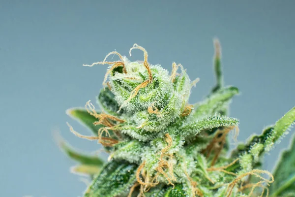 CBD THC em Pot. Erva verde fresca em detalhes. Marijuana bud close up . — Fotografia de Stock