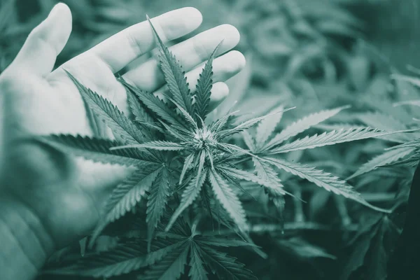 Cultivo de cannabis indica, Cultivo de cannabis indica, fondo verde, cáñamo CBD, vista superior plantas de marihuana — Foto de Stock