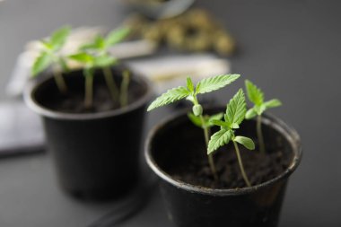 Marihuana yetiştirme konsepti. İçerde ot yetişiyor..