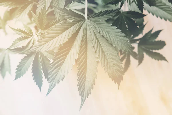 Cânhamo CBD, Cultivo casa cannabis indica, fundo verde cultivo cannabis — Fotografia de Stock