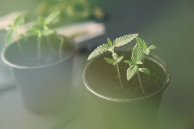 İçerde ot yetişiyor. Kapat. Siyah arka planda esrar filizleniyor. Marihuana yetiştirme konsepti. ışık renk tonlarını sızdırır
