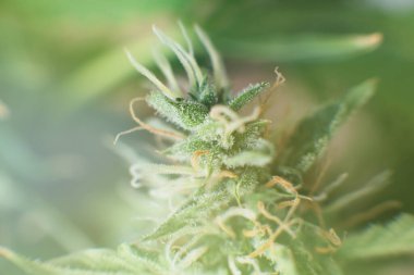 Otları yasallaştırma kavramları. Tomurcuklar evde esrar yetiştiriyor. Tıbbi marihuana CBC. Indica ve Sativa Tıp Fakülteleri Kenevir tomurcuğu. Bud kenevir hasattan önce.