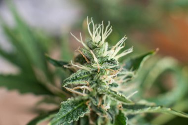 Hasattan önce Bud kenevir. Otları yasallaştırma kavramları. Üç şekerli Macro shot. Tıbbi marihuana CBC. tomurcuklar ot yetiştirir