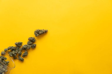 Kenevir tomurcukları için CBD ve THC. Kopya uzayı için arkaplan. Taze marihuana. Kenevirin yasallaştırılması. Sarı arka planda esrar tomurcukları. Üst görünüm.