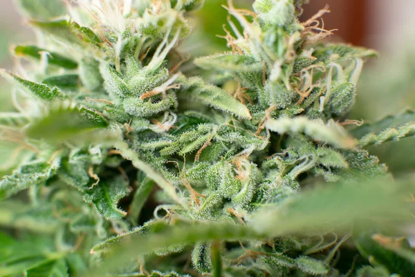 Indica and Sativa medical universities Cannabis bud. Macro shot with sugar trichomes. medicinal marijuana cbd thc. Bud cannabis before harvest.