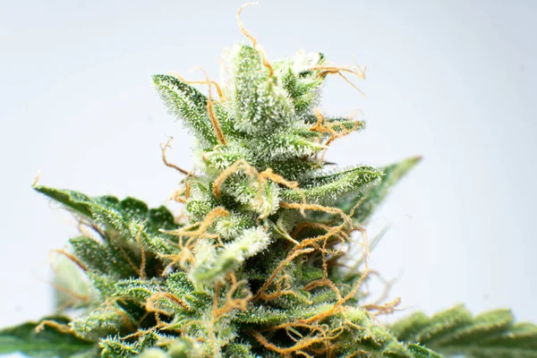 Indická Květina Cbd Thc Hrnci Makro Trichomes Cannabis Zblízka Marihuanový — Stock fotografie