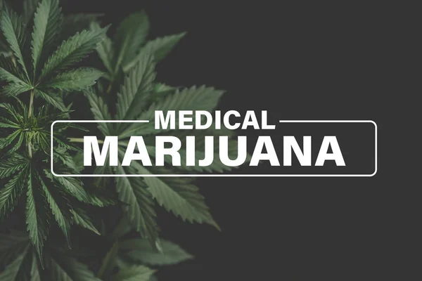 Medicinsk Marijuana Marijuanablad Marijuana Vegetation Växter Hampa Odling Cannabis Odla — Stockfoto