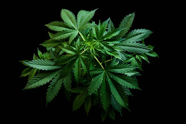 Bakgrund Grön Svart Bakgrund Odla Cannabis Indica Odling Cannabis Marijuana — Stockfoto