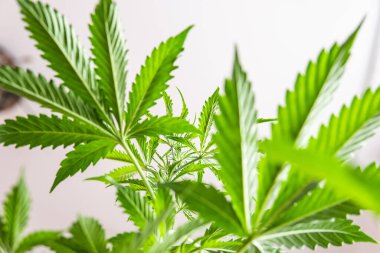 Işıkta marihuana yaprakları, kenevir bitkileri, kenevir marihuana CBD, marihuana yasallaştırma, kapalı alanda yetişen kenevir indika, beyaz arka plan esrar yetiştirme,