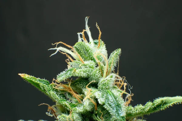 Cbd Thc Var Marihuana Tomurcuğu Yakın Makro Trikos Kenevir Ndika — Stok fotoğraf