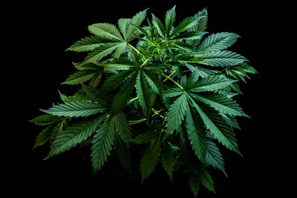 Bakgrund Grön Marijuanablad Odling Cannabis Hampa Cbd Marijuana Vegetation Växter — Stockfoto
