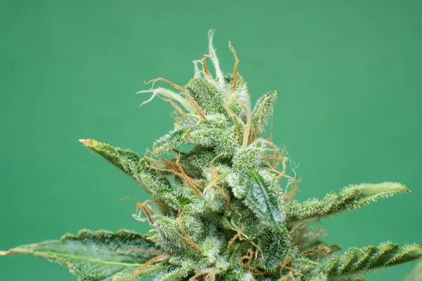 Färskt Grönt Gräs Detalj Cbd Thc Pot Marijuana Knopp Närbild — Stockfoto