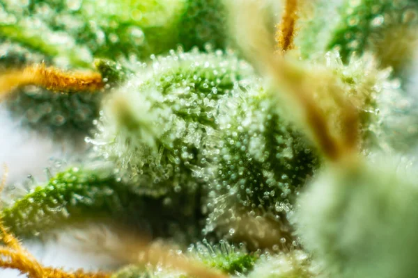 Zamykają Pąki Marihuany Kwiat Indica Świeże Zielsko Szczegółach Cbd Thc — Zdjęcie stockowe