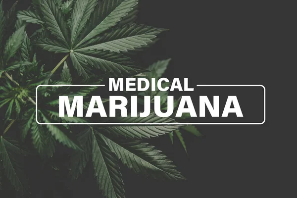 Medyczna Marihuana Hodowla Konopi Indyjskich Tło Zielone Liście Marihuany Konopie — Zdjęcie stockowe