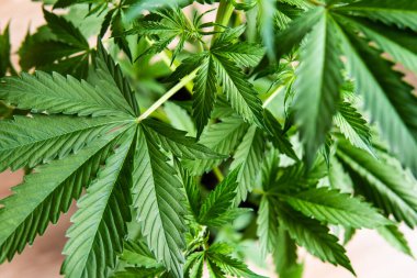 Evde esrar yetiştirmek Indica, marihuana bitkileri, kenevir CBD, arka plan yeşil tarım keneviri, marihuana yaprakları,