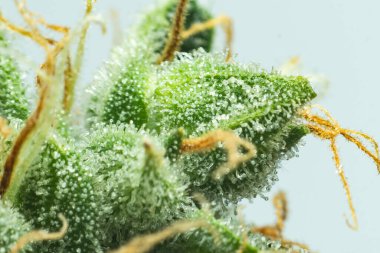 Detaylı olarak taze yeşil ot. Ot 'ta CBD THC var. Marihuana tomurcuğu yakın. Makro trikos kenevir. İndika çiçeği. Beyaz arkaplanda