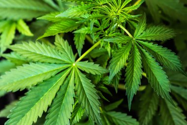 Marihuana yaprakları, büyüyen kenevir İndika, marihuana bitkileri, arka plan yeşili, kenevir CBD,