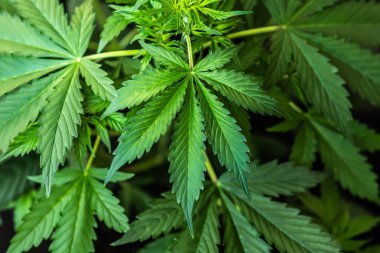 Esrar yetiştirme indikası, kenevir CBD, marihuana bitkileri, tarım esrar, marihuana yaprakları, arka plan yeşili, üst görünüm