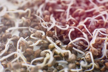 Birçok filizlenen kenevir tohumu. Yakın çekim makro. Marihuana tohumları. Tohumlanmış kenevir tohumu. Uçan kenevir. Kenevir tohumu satışı. Beyaz arka planda kök var. Makro fotoğraf ekimi tohumları.