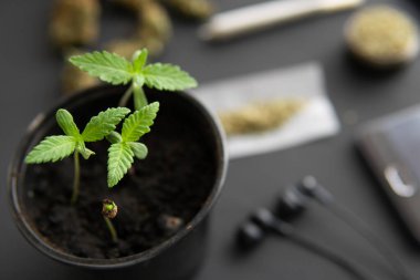 Siyah arka planda esrar filizleniyor. Marihuana yetiştirme konsepti. İçerde ot yetişiyor. makro.