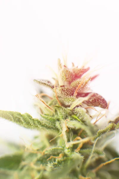 의학용 마리화나 Cbd Thc 매크로는 홈으로 수확하기 대마초 집안에서 재배하였다 — 스톡 사진