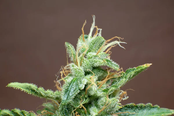 Macro Tricomas Cannabis Broto Marijuana Perto Flor Indica Erva Verde — Fotografia de Stock