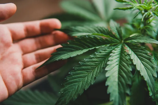Marijuana Vegetationsväxter Marijuanablad Odling Cannabis Indica Hampa Cbd Bakgrund Grön — Stockfoto