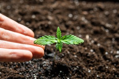 Güneşte tohum ekmek, kapalı mekanda marihuana yetiştirmek. Küçük bir esrar fideleri bitkisi. Bitkisel kenevir sahnesi.