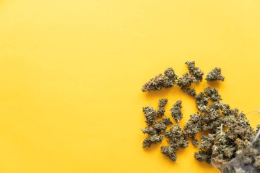 Sarı arka planda esrar tomurcukları. Üst Manzara. Taze marihuana. Kenevirin yasallaştırılması. Kenevir tomurcukları için CBD ve THC. Uzayı Kopyalamak için arkaplan.