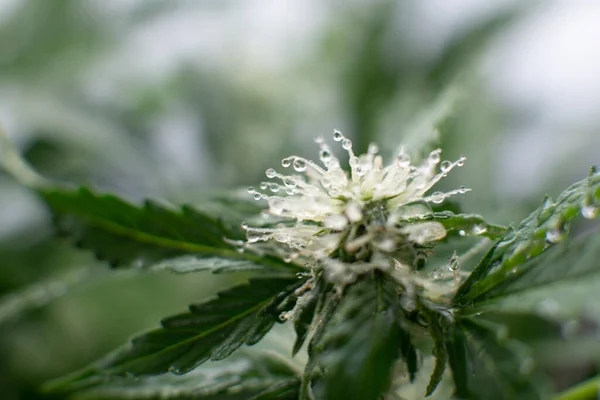 Grow weed indoor. flower macro shot of a marijuana. Beginning of the flowering period hemp. Beautiful flower a cannabis.