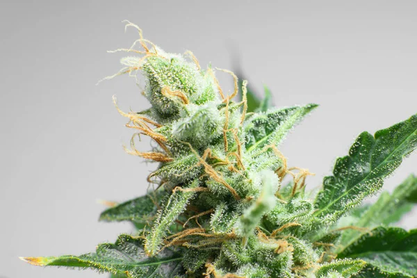 Marijuana Bud Közelről Macro Trichomes Kannabisz Indica Virág Friss Zöld — Stock Fotó