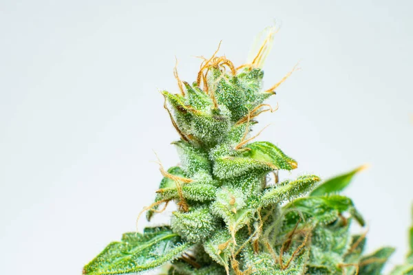 Erba Verde Fresca Nei Dettagli Macro Tricomi Cannabis Germoglio Marijuana — Foto Stock