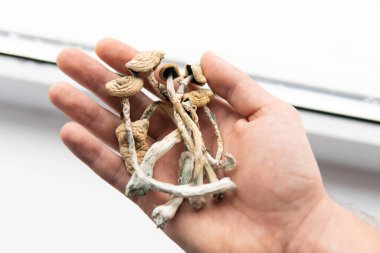 Psikedelik ilaç. Elinde kuru Psilocybe cubensis var. Psilosibin mantarı. Albino Bir tür