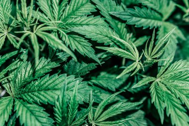 Esrar yetiştirmek için hidrofonik yöntem. Ot ekimi.