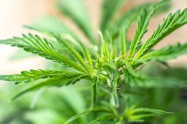 Marihuana yaprakları, tarım esrarı, kenevir CBD, arka plan yeşili, marihuana bitkileri, esrar yetiştiren indica,