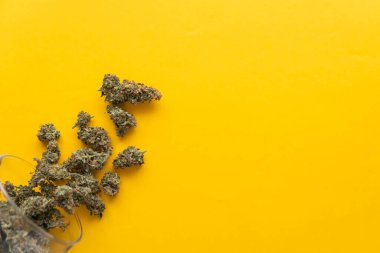 Taze marihuana. Kenevirin yasallaştırılması. Kenevir tomurcukları için CBD ve THC. Kopya uzayı için arkaplan. Sarı arka planda esrar tomurcukları. Üst görünüm.
