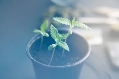 Marihuana yetiştirme konsepti. Siyah arka planda esrar filizleniyor. Kapat. İçerde ot yetişiyor. ışık renk tonlarını sızdırır