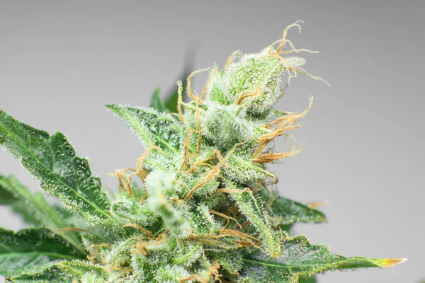 Hierba Verde Fresca Detalles Brote Marihuana Cerca Cbd Thc Pot — Foto de Stock