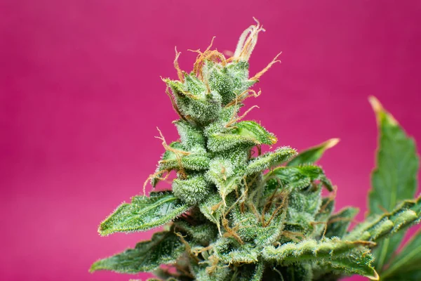 Makro Trichomes Cannabis Indická Květina Zblízka Marihuanový Pupen Čerstvě Zelená — Stock fotografie
