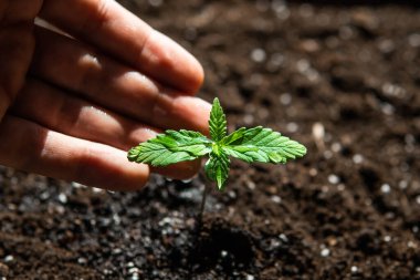 Küçük bir esrar fideleri bitkisi. Bitkisel kenevirin sahnesi. Güneşte tohum ekmek, kapalı mekanda marihuana yetiştirmek..