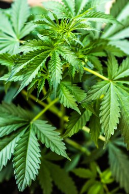 Marihuana yaprakları, arka plan yeşili, marihuana bitkileri, kenevir CBD, büyüyen kenevir indikası, dikey iğne