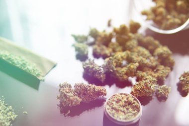 Kenevir tomurcukları için CBD ve THC. Kapatın. Kopyalama alanı için esrarın arka planda el ele tutuşması. Bitki öğütücü Taze marihuana. Künt ve Çakmaklar.