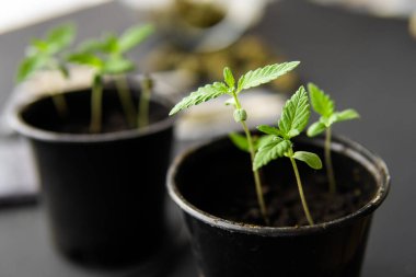 Marihuana yetiştirme konsepti. Kapat. İçerde ot yetişiyor. Siyah arka planda esrar filizlenmesi.