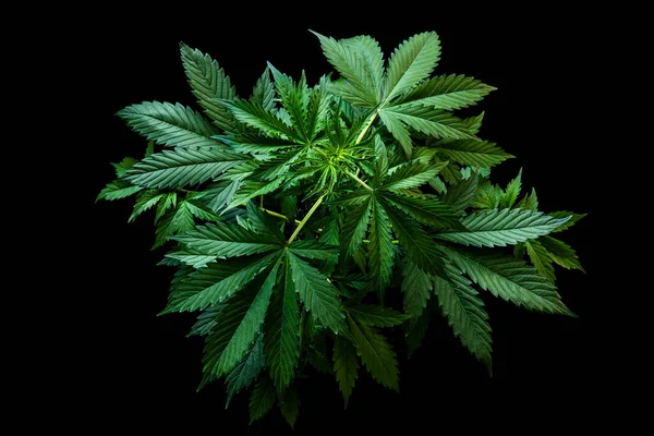 Bakgrund Grön Svart Bakgrund Hampa Cbd Odling Cannabis Indica Odling — Stockfoto