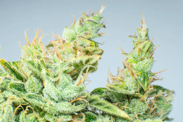 Makro Trichomes Cannabis Indická Květina Cbd Thc Hrnci Zblízka Marihuanový — Stock fotografie