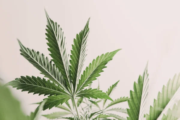 Esrar yasallaştırma, kenevir bitkileri, ışıkta marihuana yaprakları, kenevir marihuana CBD, kapalı alanda esrar yetiştirme indika, beyaz arka plan yetiştirme keneviri,