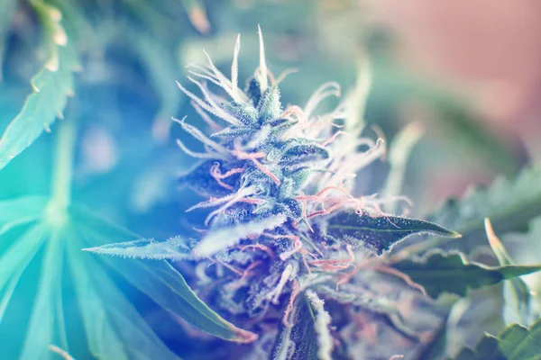Bud Cannabis Antes Cosecha Marihuana Medicinal Cbd Thc Macro Inyectado —  Fotos de Stock